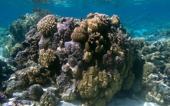 Patch reefs in the lagoon at Moorea showing encrusting, branching corals.
